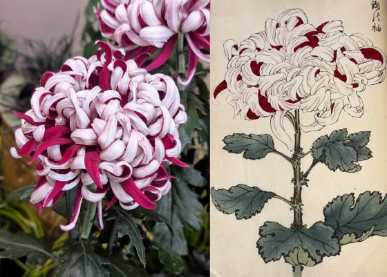 From Ink to Earth: The Enduring Artistry of the Chrysanthemum